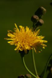 thumbs/Taim_dsc06476.jpg.jpg