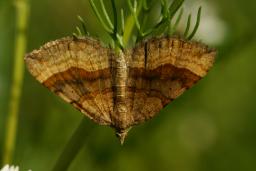 thumbs/Vaksiklane_Scotopteryx_chenopodiata_dsc06498.jpg.jpg