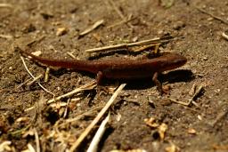 thumbs/Vesilik_dsc06426.jpg.jpg