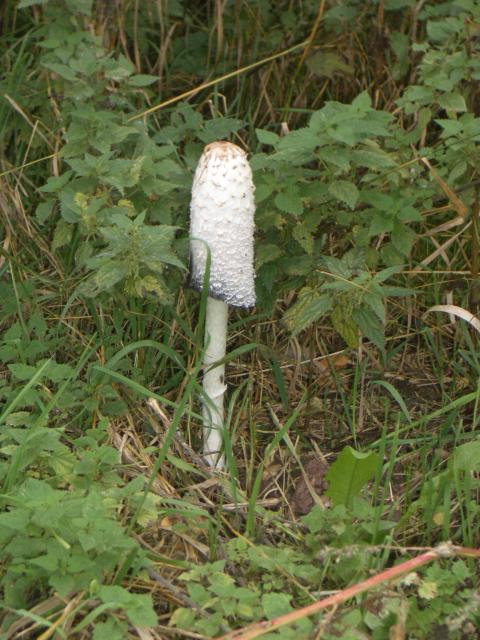 imgp0005.jpg.jpg