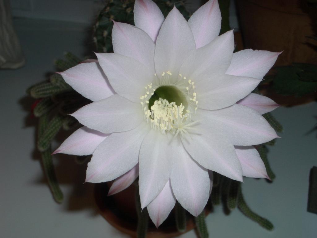 imgp0003.jpg.jpg