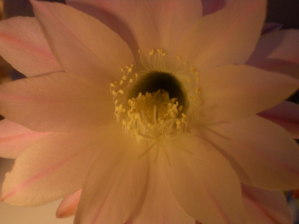 imgp0008.jpg.jpg