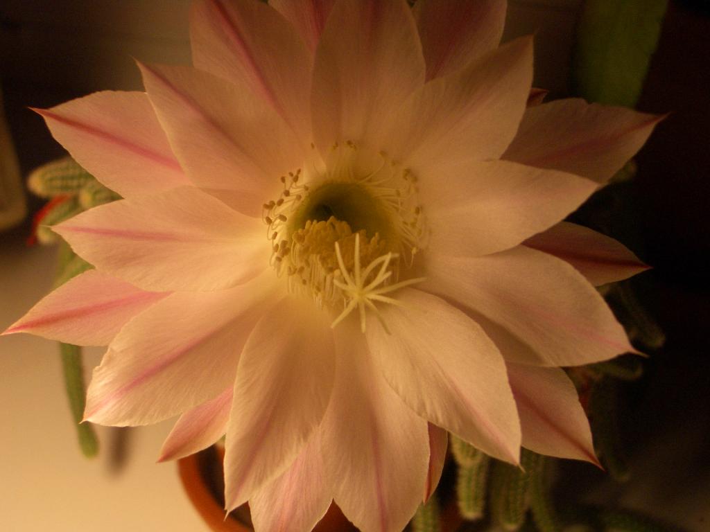 imgp0011.jpg.jpg