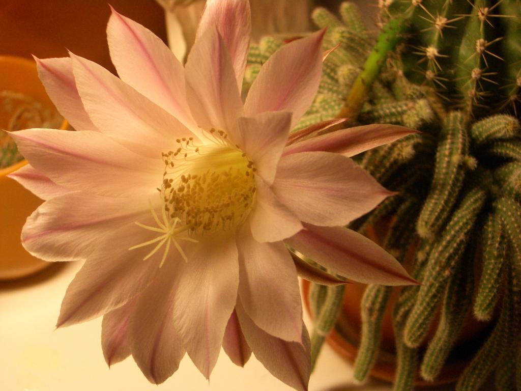 imgp0015.jpg.jpg