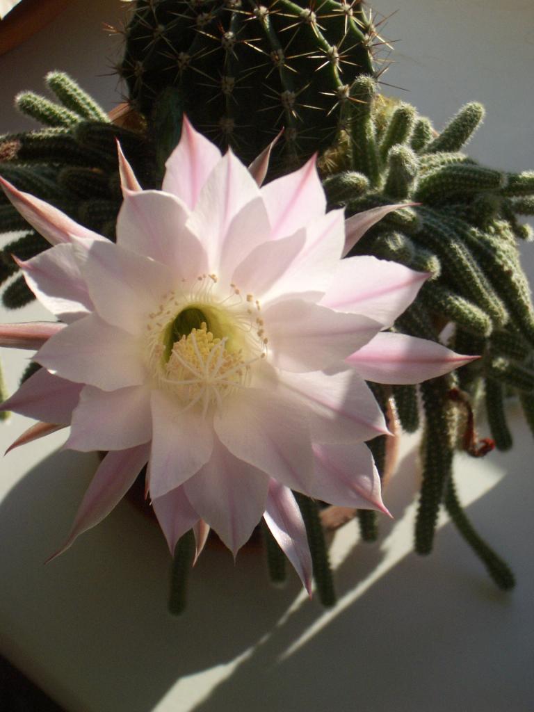 imgp0018.jpg.jpg