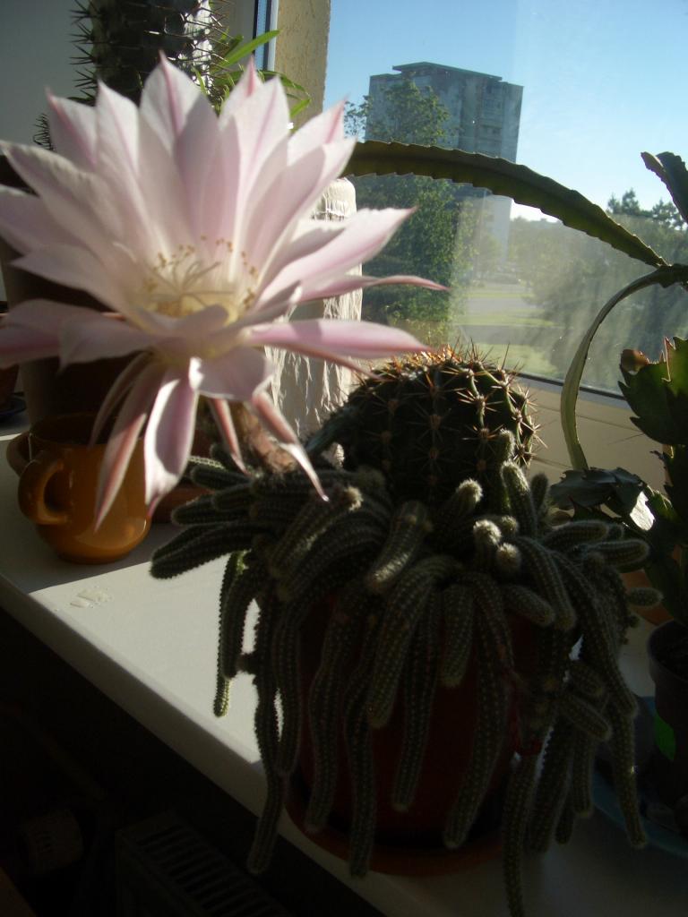 imgp0024.jpg.jpg