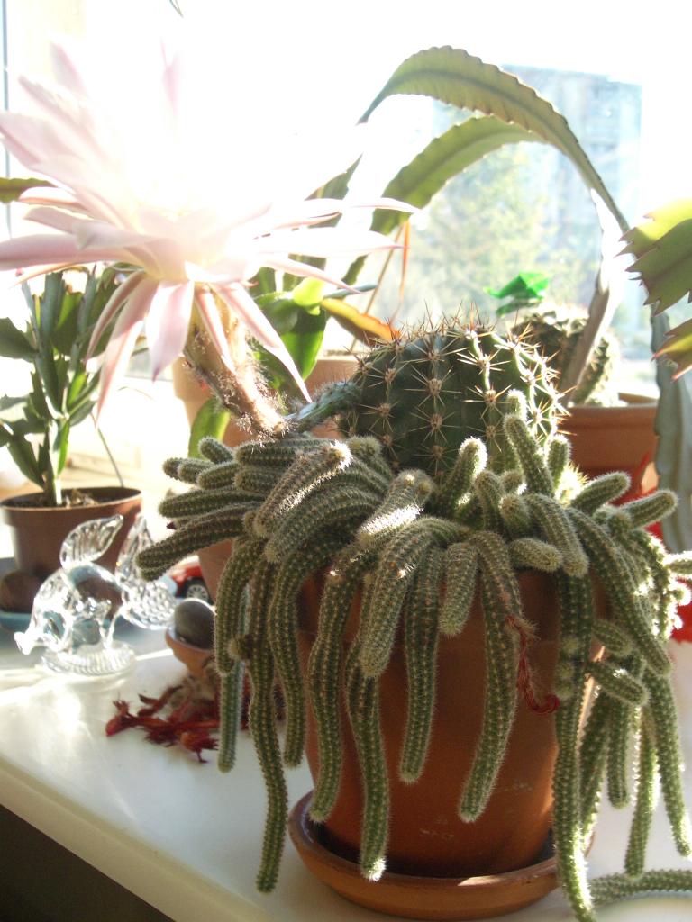 imgp0025.jpg.jpg