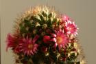 thumbs/dsc01935.jpg