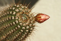 dsc02243.jpg