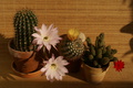 dsc02315.jpg
