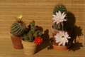 dsc02335.jpg