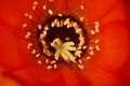 dsc02342.jpg