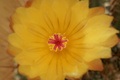 dsc02352.jpg