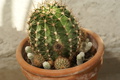 dsc02359.jpg