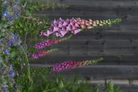 thumbs/Digitalis_1.jpg.jpg