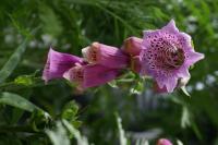 thumbs/Digitalis_2.jpg.jpg
