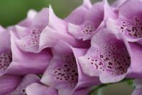 thumbs/Digitalis_3.jpg.jpg