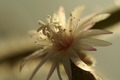 dsc00264.jpg